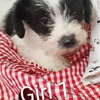 Girl 1, a female Schnoodle for sale in Montgomery, MI – Photo 1 of 10