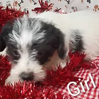 Girl 1, a female Schnoodle for sale in Montgomery, MI – Photo 8 of 10