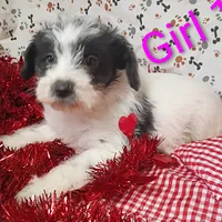 Girl 1, a female Schnoodle for sale in Montgomery, MI – Photo 5 of 10