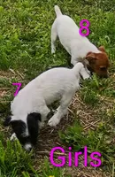 Girl 7, a female Jack Russell Terrier for sale in Montgomery, MI – 7 of 7