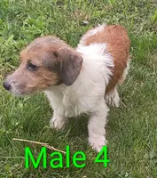 Make 4, a male Jack Russell Terrier for sale in Montgomery, MI – 7 of 9