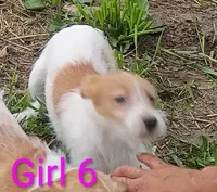 Girl , a female Jack Russell Terrier for sale in Montgomery, MI – 9 of 10