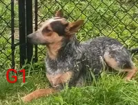 G1, a female Australian Cattle Dog for sale in Montgomery, MI – 10 of 10