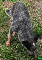 G4, a female Australian Cattle Dog for sale in Montgomery, MI – 6 of 7