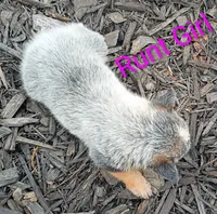 RUNT Girl , a female Australian Cattle Dog for sale in Montgomery, MI – 9 of 9