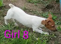 Female 8, a female Jack Russell Terrier for sale in Montgomery, MI – 10 of 10