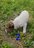 Female 2, a female Jack Russell Terrier for sale in Montgomery, MI – 9 of 10