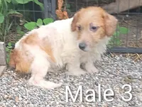 Male 3, a male Jack Russell Terrier for sale in Montgomery, MI – 2 of 10