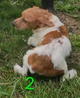 Male 2, a male Jack Russell Terrier for sale in Montgomery, MI – 3 of 8