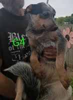 G4, a female Australian Cattle Dog for sale in Montgomery, MI – 7 of 7