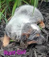 RUNT Girl , a female Australian Cattle Dog for sale in Montgomery, MI – 2 of 9