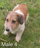 Make 4, a male Jack Russell Terrier for sale in Montgomery, MI – 2 of 9