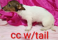 Jack female cc w/tail, a female Jack Russell Terrier for sale in Montgomery, MI – Photo 3 of 7