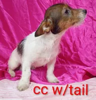 Jack female cc w/tail, a female Jack Russell Terrier for sale in Montgomery, MI – Photo 7 of 7