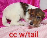 Jack female cc w/tail, a female Jack Russell Terrier for sale in Montgomery, MI – Photo 4 of 7