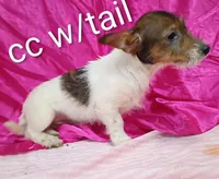 Jack female cc w/tail, a female Jack Russell Terrier for sale in Montgomery, MI – Photo 6 of 7