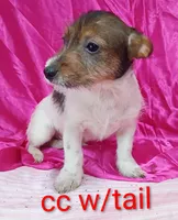 Jack female cc w/tail, a female Jack Russell Terrier for sale in Montgomery, MI – Photo 1 of 7
