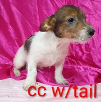 Jack female cc w/tail, a female Jack Russell Terrier for sale in Montgomery, MI – Photo 5 of 7