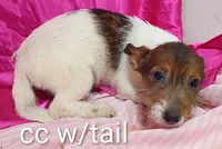 Jack female cc w/tail, a female Jack Russell Terrier for sale in Montgomery, MI – Photo 2 of 7