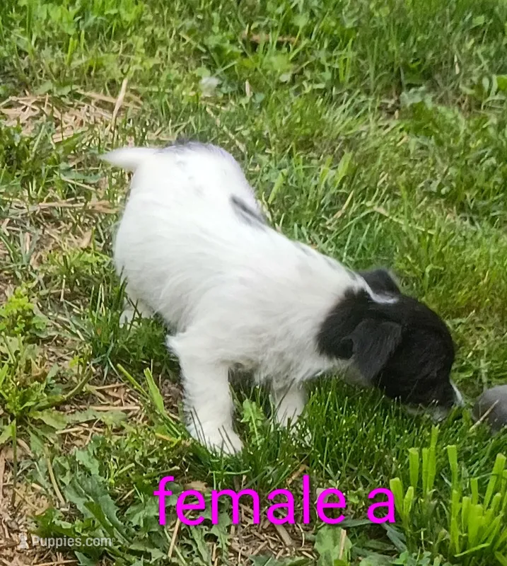 female  – Jack Russell Terrier puppy for sale in Montgomery, MI