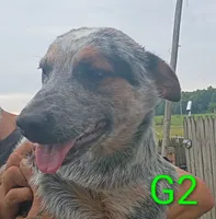 G2, a female Australian Cattle Dog for sale in Montgomery, MI – 9 of 10