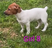 Female 8, a female Jack Russell Terrier for sale in Montgomery, MI – 9 of 10