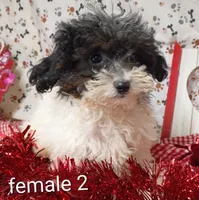 female 2, a female Poodle - Toy  for sale in Montgomery, MI – Photo 2 of 6