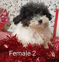 female 2, a female Poodle - Toy  for sale in Montgomery, MI – Photo 1 of 6