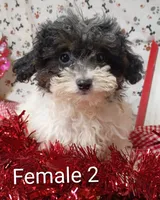 female 2, a female Poodle - Toy  for sale in Montgomery, MI – Photo 3 of 6