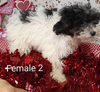 female 2, a female Poodle - Toy  for sale in Montgomery, MI – Photo 5 of 6