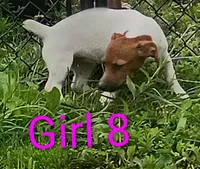 Female 8, a female Jack Russell Terrier for sale in Montgomery, MI – 2 of 7
