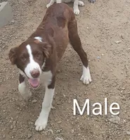 Aussie Male , a male Australian Shepherd for sale in Montgomery, MI – 4 of 6