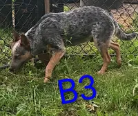 B3, a male Australian Cattle Dog for sale in Montgomery, MI – 5 of 6