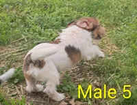 Boy 5 with tail, a male Jack Russell Terrier for sale in Montgomery, MI – 4 of 4
