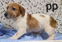 jack boy pp, a male Jack Russell Terrier for sale in Montgomery, MI – Photo 6 of 10