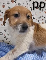 jack boy pp, a male Jack Russell Terrier for sale in Montgomery, MI – Photo 2 of 10