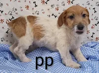 jack boy pp, a male Jack Russell Terrier for sale in Montgomery, MI – Photo 3 of 10
