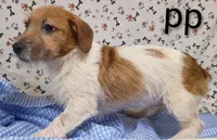 jack boy pp, a male Jack Russell Terrier for sale in Montgomery, MI – Photo 7 of 10