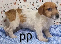 jack boy pp, a male Jack Russell Terrier for sale in Montgomery, MI – Photo 10 of 10