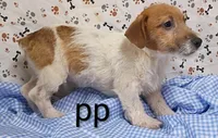 jack boy pp, a male Jack Russell Terrier for sale in Montgomery, MI – Photo 4 of 10