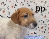 jack boy pp, a male Jack Russell Terrier for sale in Montgomery, MI – Photo 1 of 10