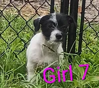 Girl 7, a female Jack Russell Terrier for sale in Montgomery, MI – 5 of 7