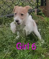 Girl 6, a female Jack Russell Terrier for sale in Montgomery, MI – 2 of 8