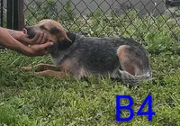 B4, a male Australian Cattle Dog for sale in Montgomery, MI – 2 of 5