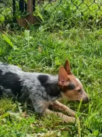 Heeler female, a female Australian Cattle Dog for sale in Montgomery, MI – 8 of 8