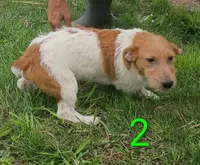 Male 2, a male Jack Russell Terrier for sale in Montgomery, MI – 6 of 8