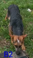 B2, a male Australian Cattle Dog for sale in Montgomery, MI – 4 of 4