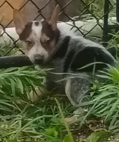 Female Heeler, a female Australian Cattle Dog for sale in Montgomery, MI – 3 of 10