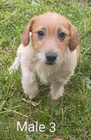 Male 3, a male Jack Russell Terrier for sale in Montgomery, MI – 6 of 10