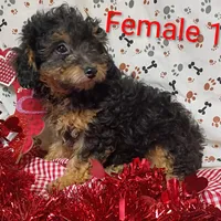 little female 1, a female Poodle - Toy  for sale in Montgomery, MI – Photo 4 of 10